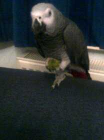 Lost African Grey