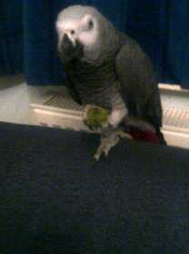 Lost African Grey