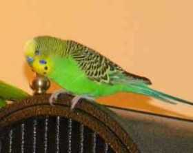 Lost Budgerigar
