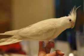 Lost Cockatiel