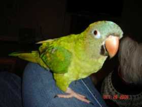 Lost Conure