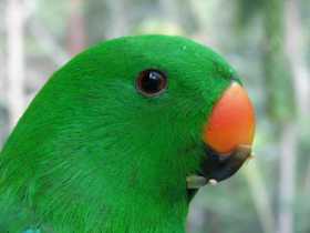 Lost Eclectus