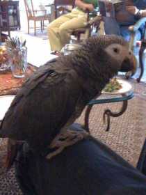 Lost African Grey