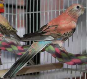 Lost Parakeet