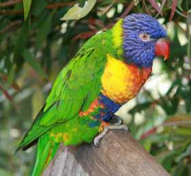 Lost Lory / Lorikeet