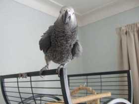 Lost African Grey