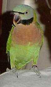Lost Mustached / Moustached Parakeet