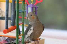 Lost Cockatiel