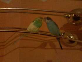 Lost Budgerigar