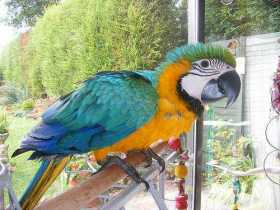 Lost Macaw