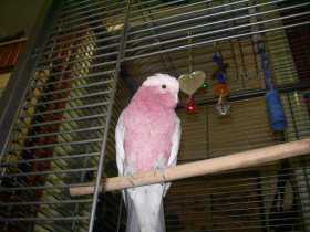 Lost Galah Cockatoo