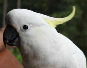 Lost Cockatoo