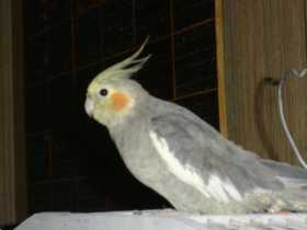 Lost Cockatiel
