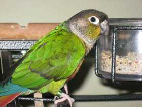 Lost Conure