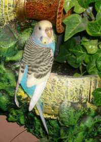 Lost Parakeet