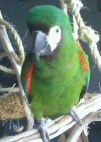 Lost Macaw