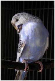 Lost Budgerigar