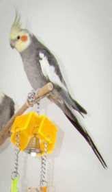 Lost Cockatiel