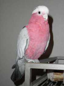 Lost Cockatoo