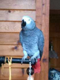 Lost African Grey