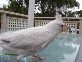 Lost Cockatiel