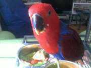Lost Eclectus