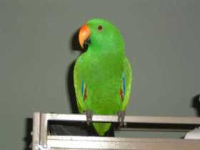 Lost Eclectus