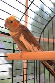 Lost Cockatiel