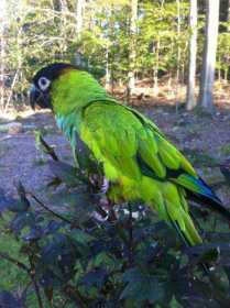 Lost Conure