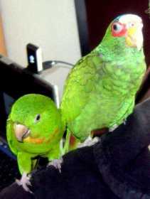 Lost Conure