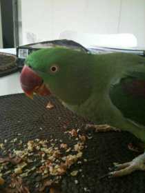 Lost Alexandrine