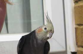 Lost Cockatiel