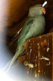 Lost Indian Ringneck Parakeet