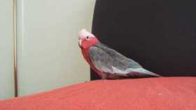 Lost Galah Cockatoo