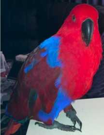 Lost Eclectus