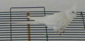 Lost Cockatiel