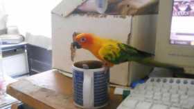 Lost Conure