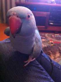 Lost Indian Ringneck Parakeet