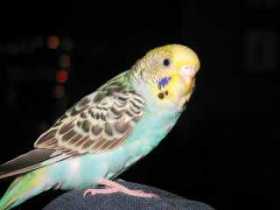 Lost Parakeet