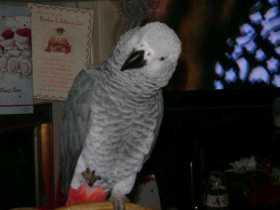 Lost African Grey