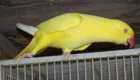 Lost Indian Ringneck Parakeet