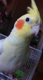 Lost Cockatiel