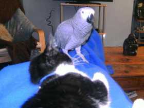 Lost African Grey