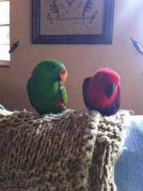 Lost Eclectus