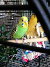 Lost Budgerigar