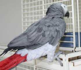 Lost African Grey