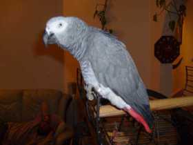 Lost African Grey