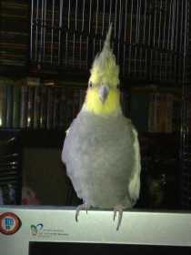 Lost Cockatiel