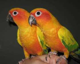 Lost Conure