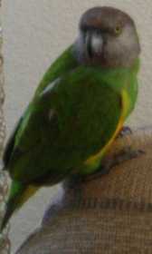 Lost Senegal